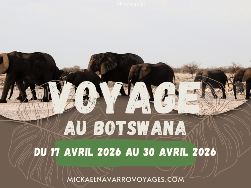 Safari Aventure au Botswana – Moremi, Khwai, Savuti &&nbsp;Chobe